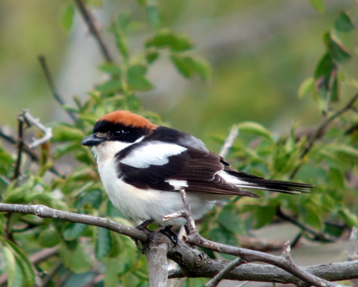 Woodchat Shrike