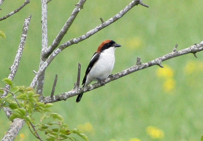 Woodchat Shrike