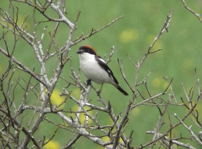 Woodchat Shrike