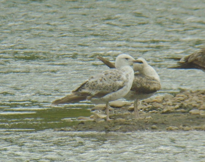 Caspian Gull
