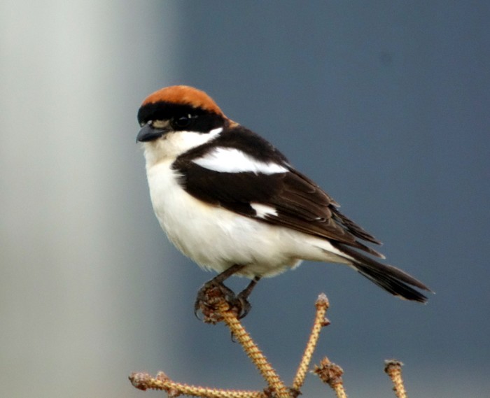 Woodchat Shrike