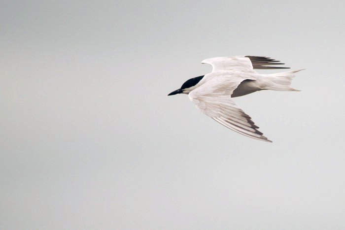 Gull-billed Tern