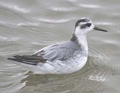 Grey Phalarope