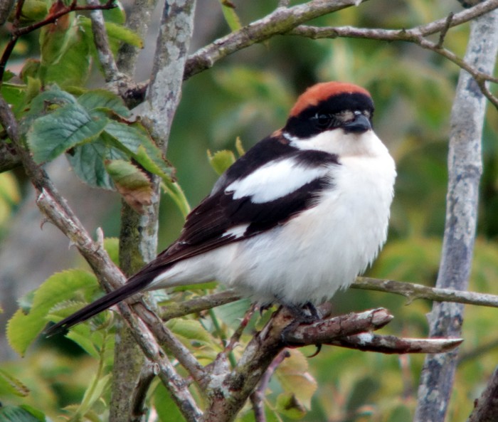 Woodchat Shrike