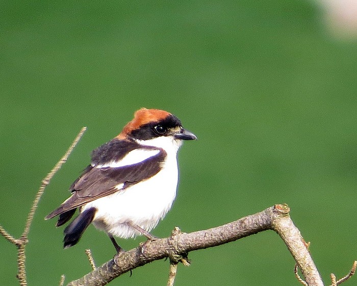 Woodchat Shrike