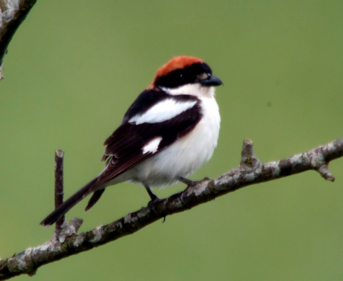 Woodchat Shrike