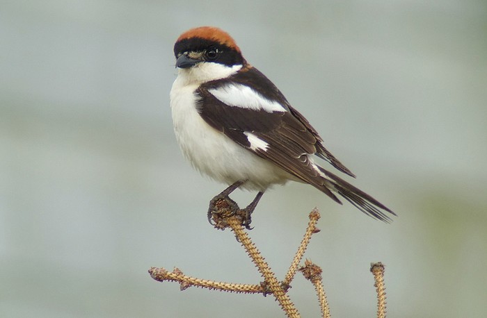 Woodchat Shrike