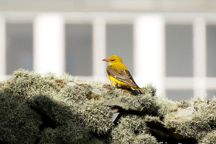 Golden Oriole