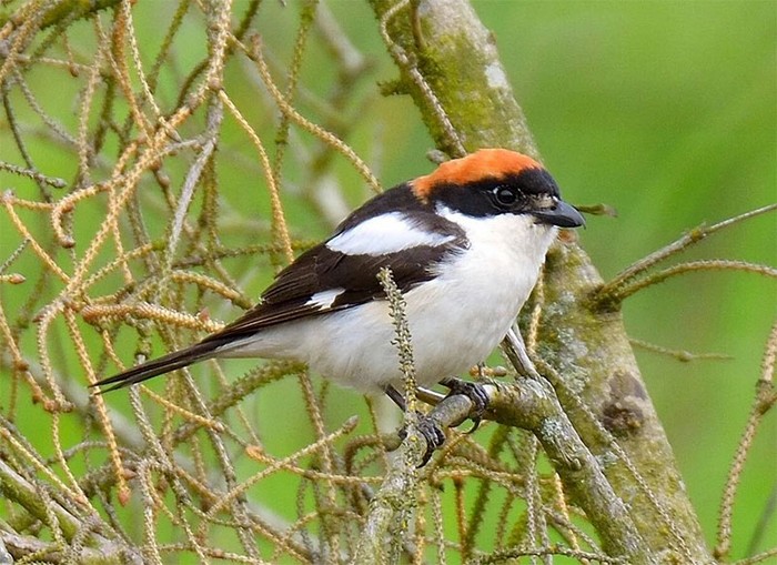 Woodchat Shrike