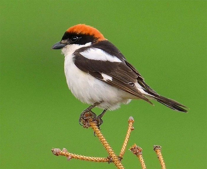 Woodchat Shrike