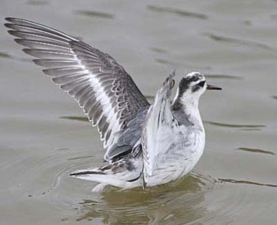 Grey Phalarope