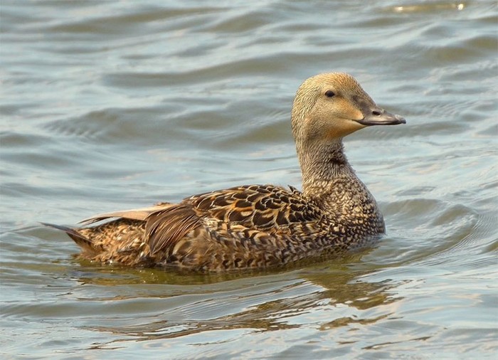 King Eider