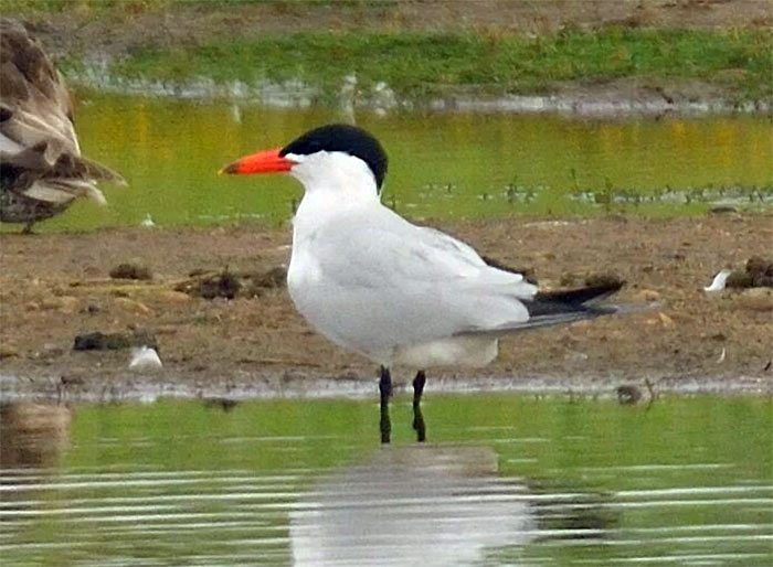 Caspian Tern