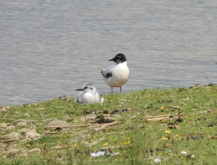 Little Gull