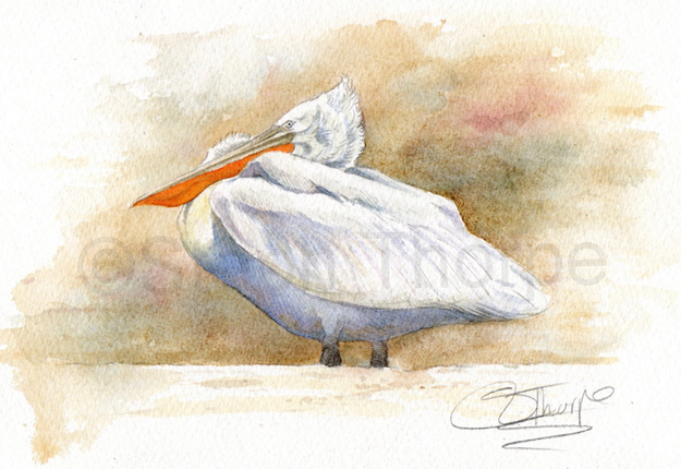Dalmatian Pelican