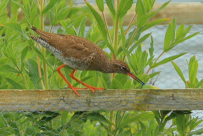 Redshank