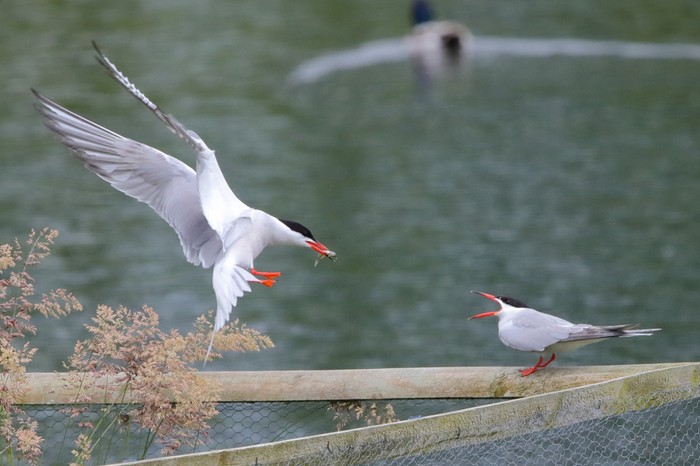 Common Tern