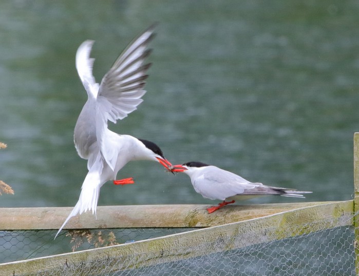 Common Tern