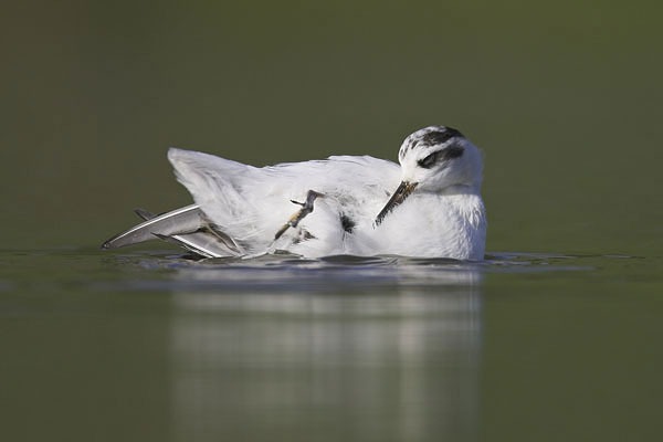 Grey Phalarope