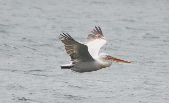 Dalmatian Pelican