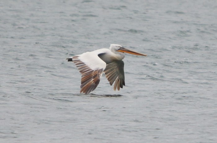 Dalmatian Pelican