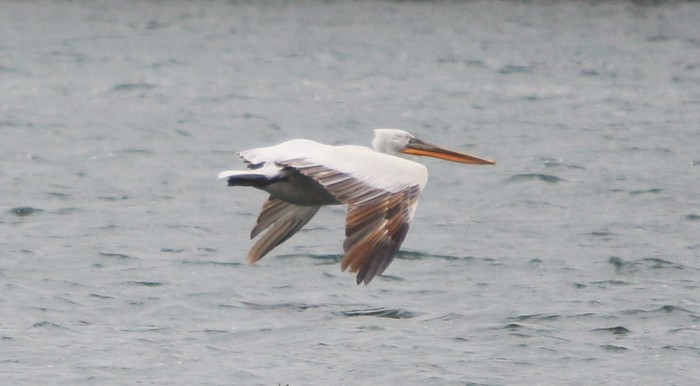 Dalmatian Pelican