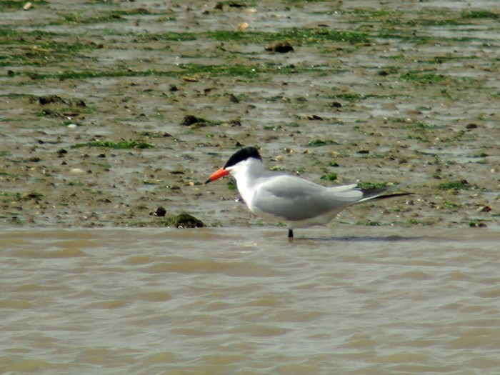 Caspian Tern