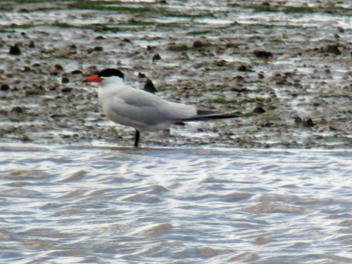 Caspian Tern