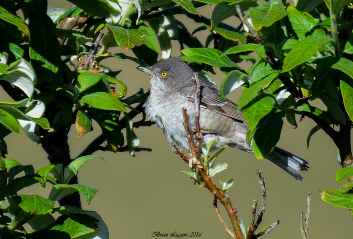Barred Warbler