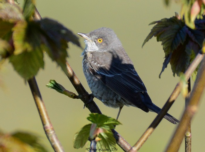 Barred Warbler
