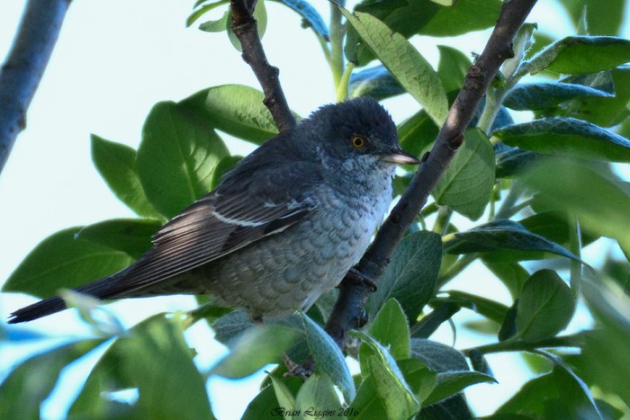 Barred Warbler