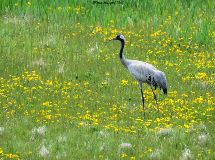 Common Crane