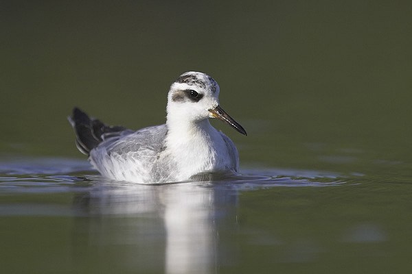 Grey Phalarope