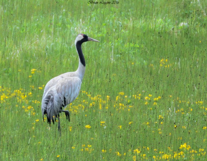 Common Crane