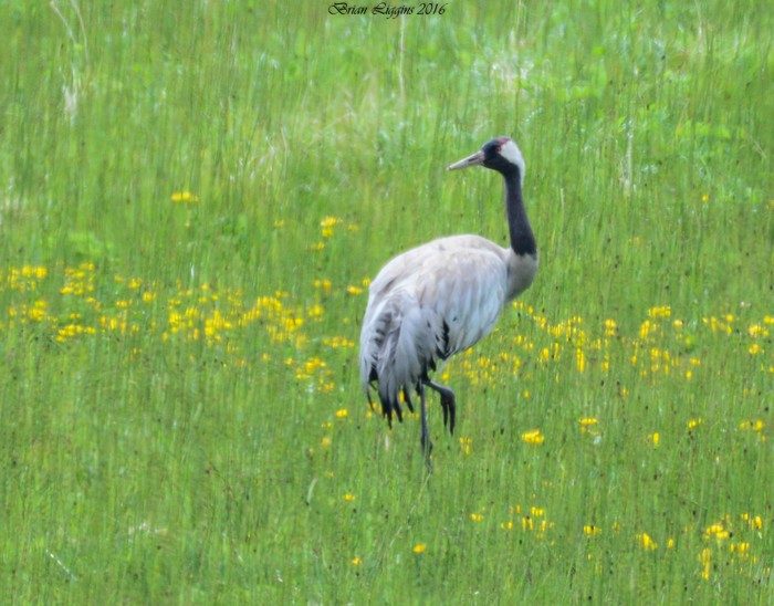 Common Crane