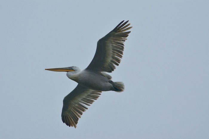 Dalmatian Pelican