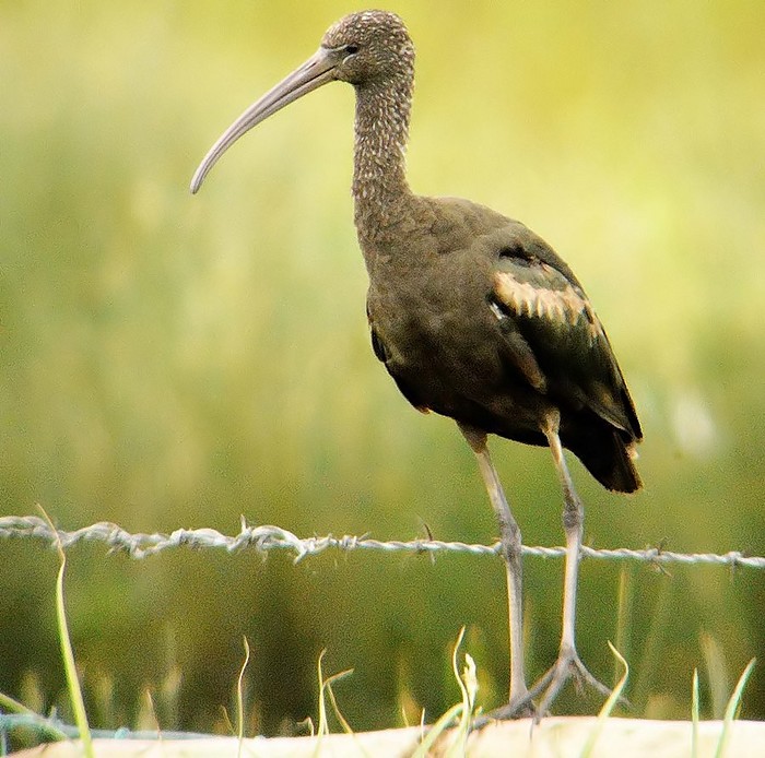 Glossy Ibis