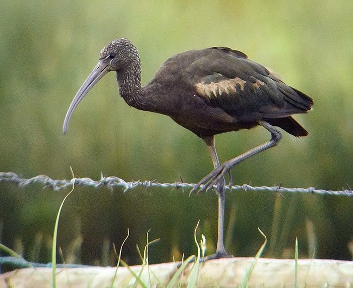 Glossy Ibis