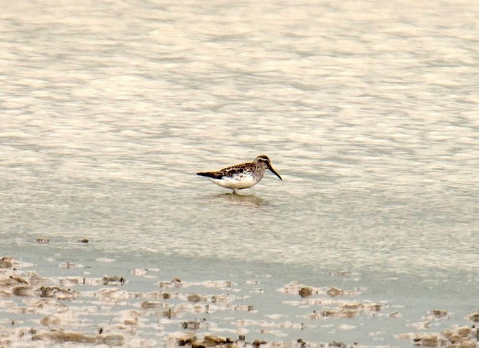 Broad-billed Sandpiper