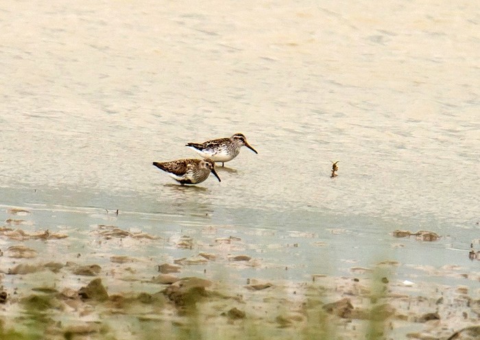 Broad-billed Sandpiper