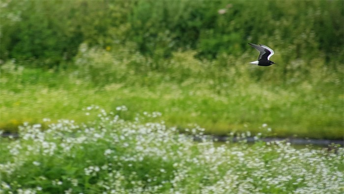 White-winged Black Tern
