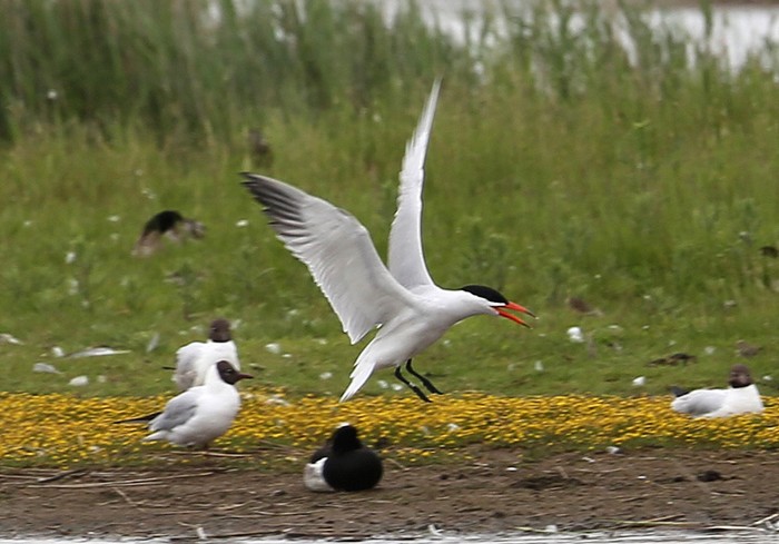 Caspian Tern