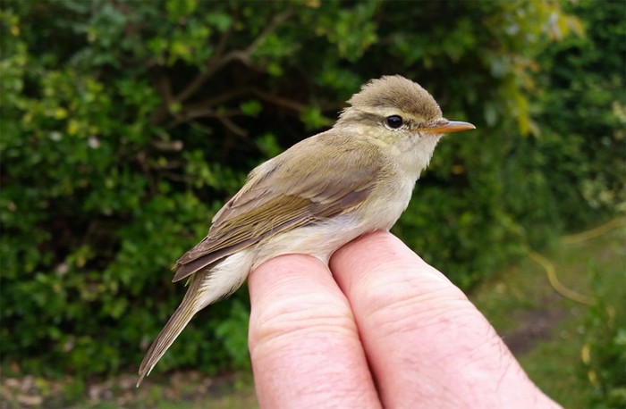 Greenish Warbler
