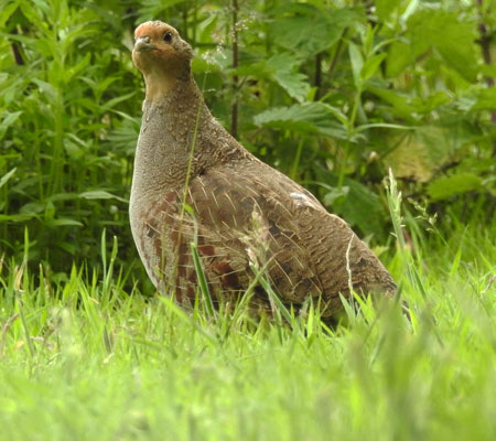 Grey Partridge