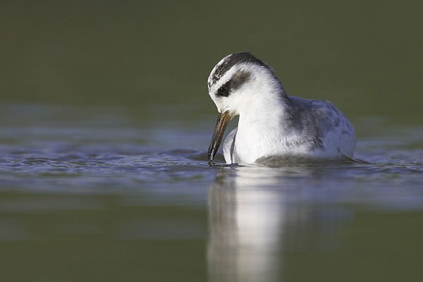 Grey Phalarope