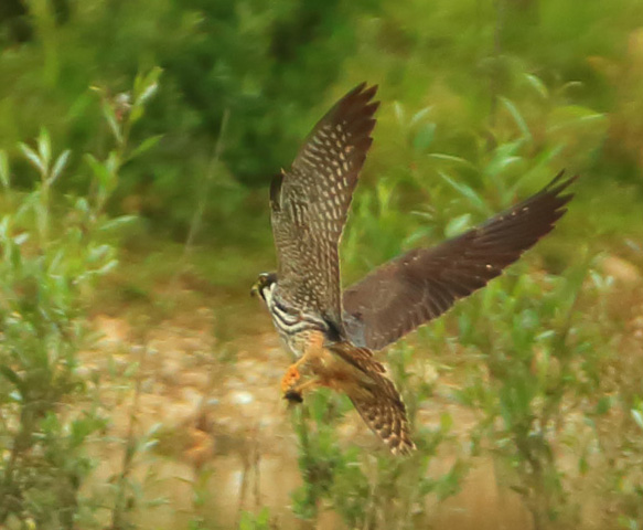 Hobby