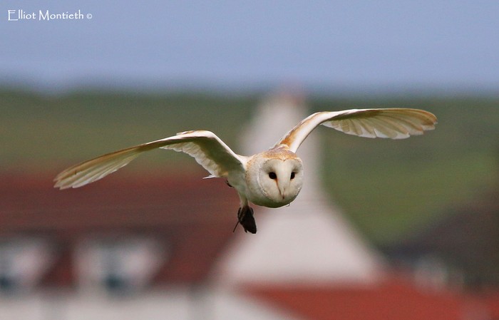 Barn Owl