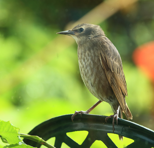 Starling