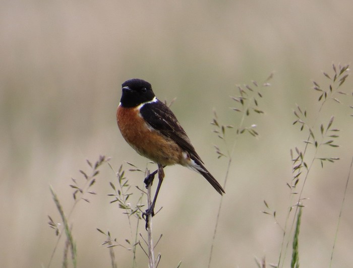 Stonechat