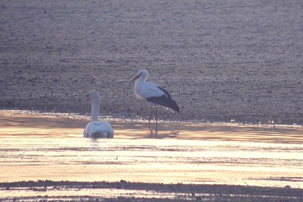 White Stork